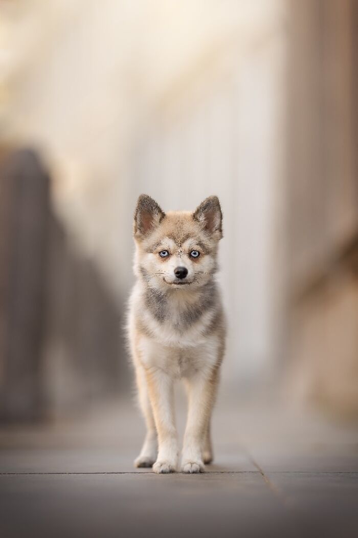 Самые милые и смешные собаки года - премия Pet Photography Awards назвала победителей - 799460 Самые милые и смешные собаки года - премия Pet Photography Awards назвала победителей - фото 799460