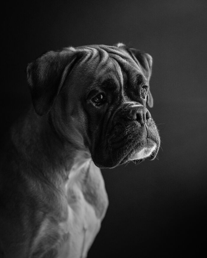 Самые милые и смешные собаки года - премия Pet Photography Awards назвала победителей - 799461 Самые милые и смешные собаки года - премия Pet Photography Awards назвала победителей - фото 799461