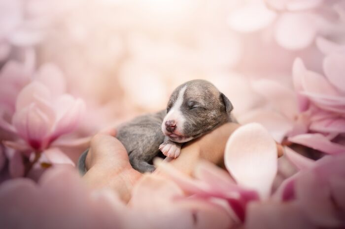 Самые милые и смешные собаки года - премия Pet Photography Awards назвала победителей - 799462 Самые милые и смешные собаки года - премия Pet Photography Awards назвала победителей - фото 799462
