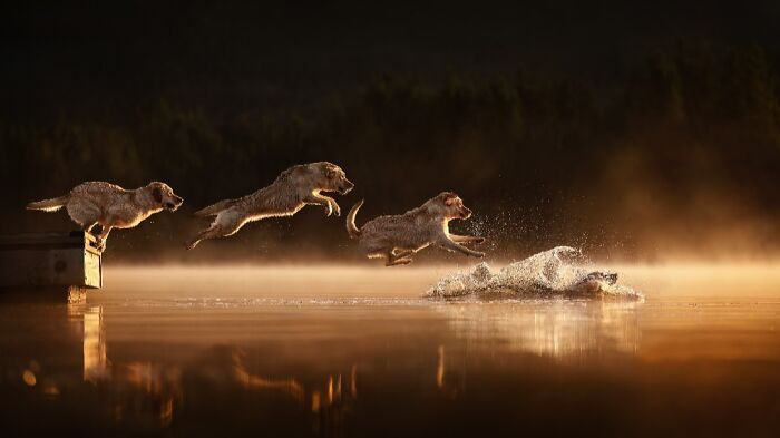 Самые милые и смешные собаки года - премия Pet Photography Awards назвала победителей - 799463 Самые милые и смешные собаки года - премия Pet Photography Awards назвала победителей - фото 799463