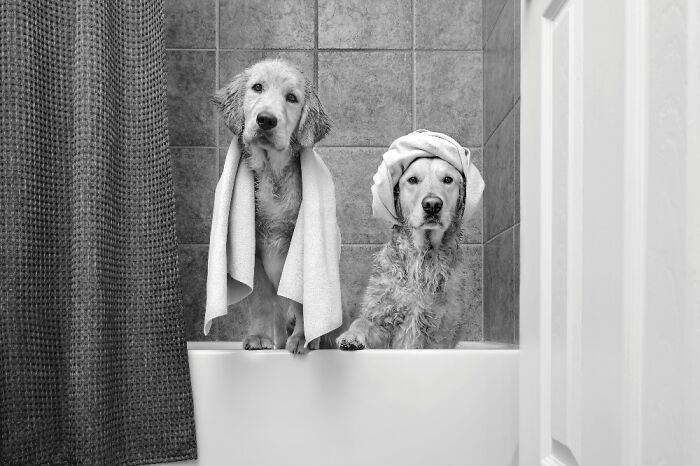 Самые милые и смешные собаки года - премия Pet Photography Awards назвала победителей - 799464 Самые милые и смешные собаки года - премия Pet Photography Awards назвала победителей - фото 799464