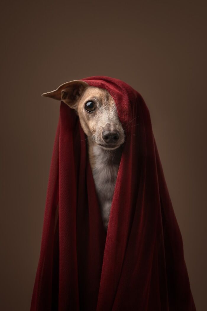 Самые милые и смешные собаки года - премия Pet Photography Awards назвала победителей - 799465 Самые милые и смешные собаки года - премия Pet Photography Awards назвала победителей - фото 799465