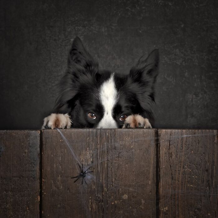 Самые милые и смешные собаки года - премия Pet Photography Awards назвала победителей - 799466 Самые милые и смешные собаки года - премия Pet Photography Awards назвала победителей - фото 799466
