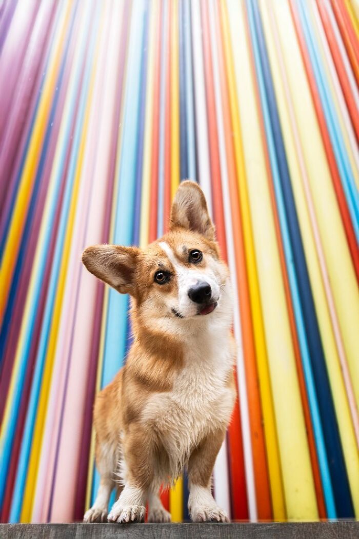 Самые милые и смешные собаки года - премия Pet Photography Awards назвала победителей - 799467 Самые милые и смешные собаки года - премия Pet Photography Awards назвала победителей - фото 799467