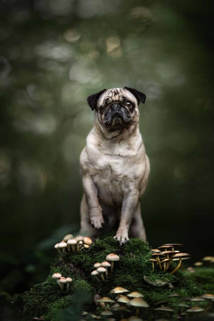 Самые милые и смешные собаки года - премия Pet Photography Awards назвала победителей - 799469 Самые милые и смешные собаки года - премия Pet Photography Awards назвала победителей - фото 799469