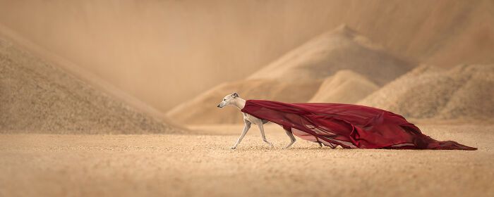 Самые милые и смешные собаки года - премия Pet Photography Awards назвала победителей - 799470 Самые милые и смешные собаки года - премия Pet Photography Awards назвала победителей - фото 799470