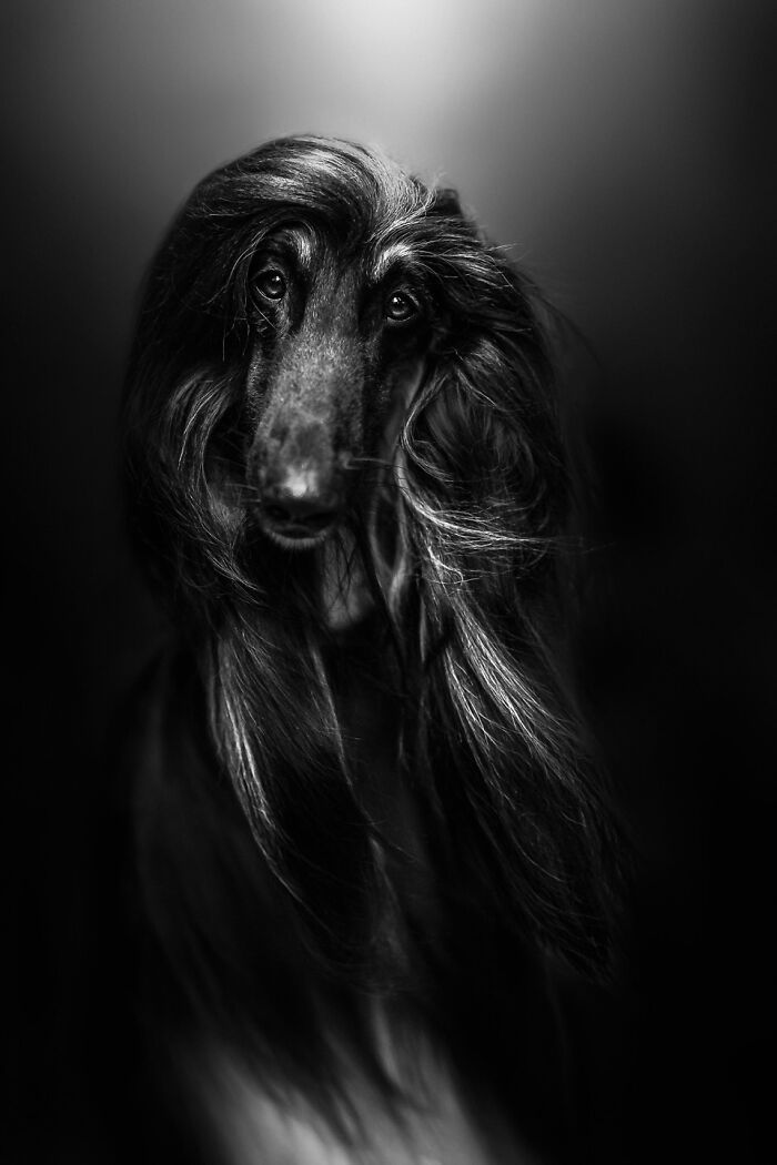 Самые милые и смешные собаки года - премия Pet Photography Awards назвала победителей - 799471 Самые милые и смешные собаки года - премия Pet Photography Awards назвала победителей - фото 799471