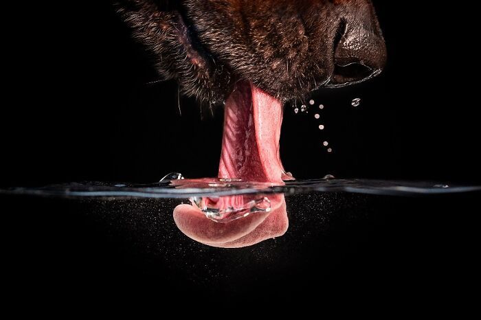 Самые милые и смешные собаки года - премия Pet Photography Awards назвала победителей - 799472 Самые милые и смешные собаки года - премия Pet Photography Awards назвала победителей - фото 799472