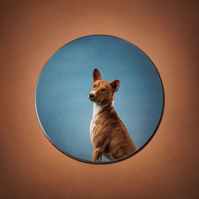 Самые милые и смешные собаки года - премия Pet Photography Awards назвала победителей - 799473 Самые милые и смешные собаки года - премия Pet Photography Awards назвала победителей - фото 799473
