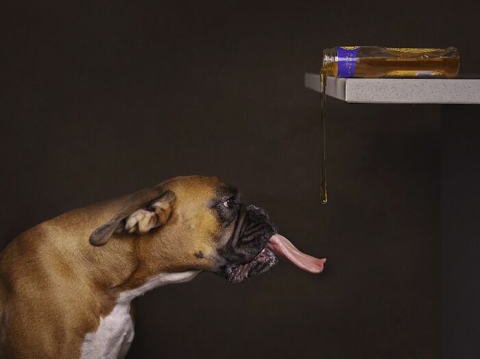 Самые милые и смешные собаки года - премия Pet Photography Awards назвала победителей - 799475 Самые милые и смешные собаки года - премия Pet Photography Awards назвала победителей - фото 799475