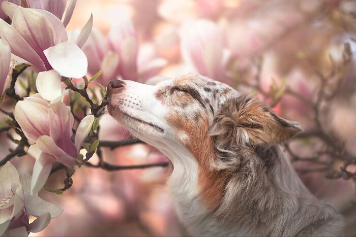 Самые милые и смешные собаки года - премия Pet Photography Awards назвала победителей - 799476 Самые милые и смешные собаки года - премия Pet Photography Awards назвала победителей - фото 799476