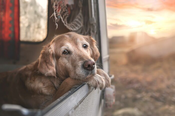 Самые милые и смешные собаки года - премия Pet Photography Awards назвала победителей - 799477 Самые милые и смешные собаки года - премия Pet Photography Awards назвала победителей - фото 799477