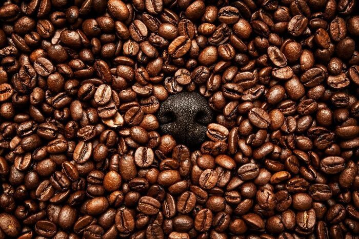 Самые милые и смешные собаки года - премия Pet Photography Awards назвала победителей - 799479 Самые милые и смешные собаки года - премия Pet Photography Awards назвала победителей - фото 799479