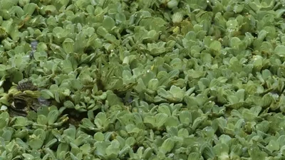 4 секунди на пошук: або помітиш алігатора, або програєш цей виклик