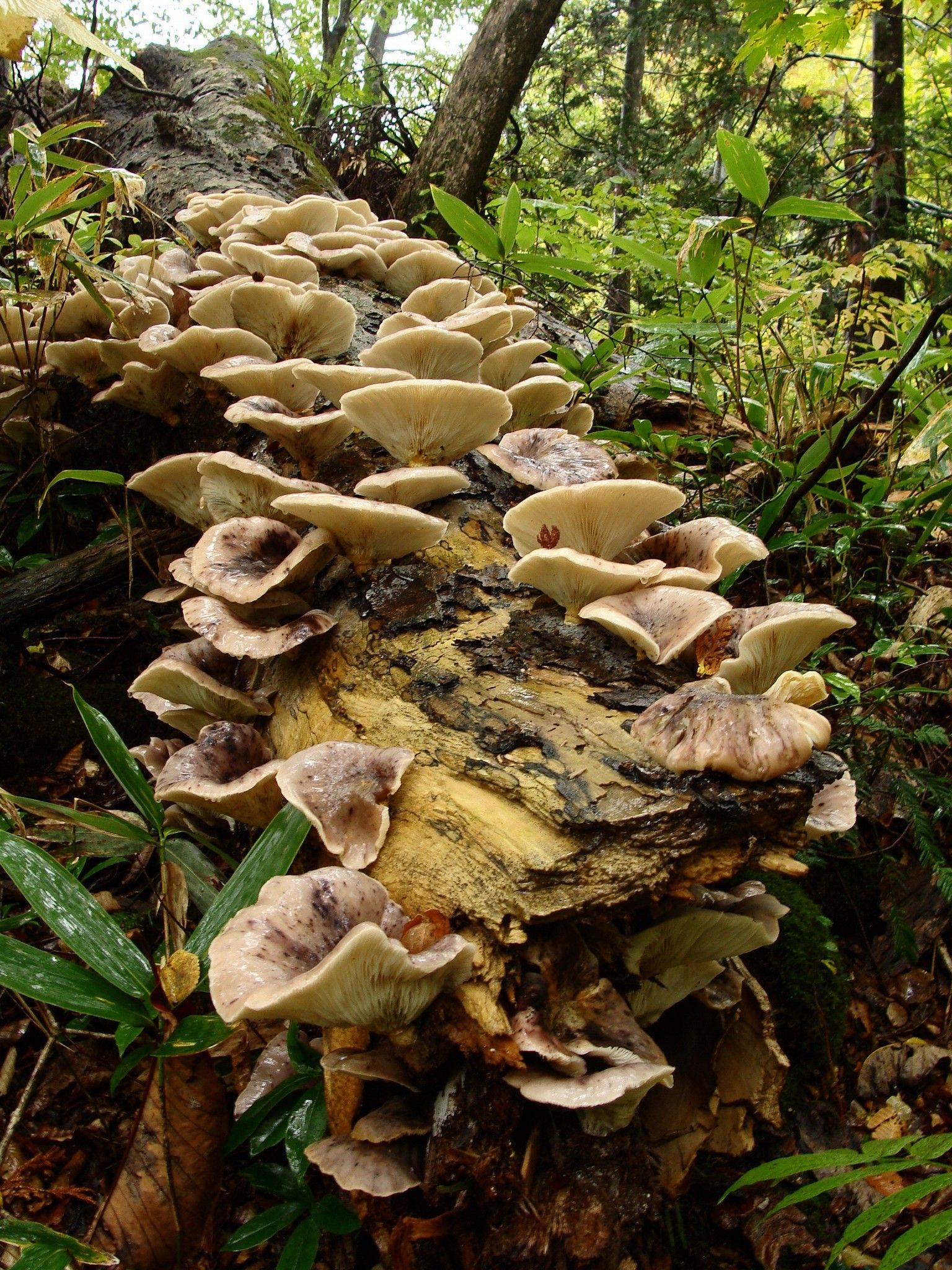 Omphalotus japonicus - 799738 Omphalotus japonicus - фото 799738