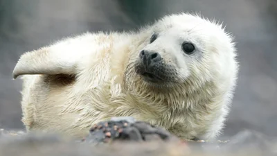 Маленький тюлень наробив переполоху в барі - і ні, це не ШІ