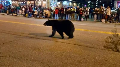 Огромный медведь ворвался на праздничный рождественский парад и шокировал местных