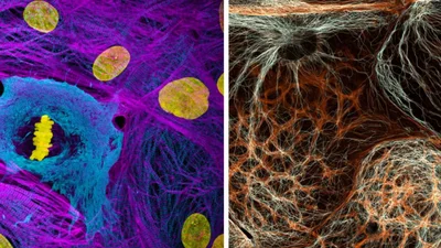 Детали, которые не увидишь невооруженным глазом: Nikon назвал лучшие фотографии года