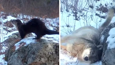 Лесная фотоловушка зафиксировала тайное место встреч диких животных