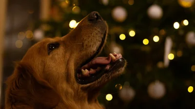 Песик вирішив допомогти прикрасити ялинку, але щось пішло не так - він опинився у незручній ситуації