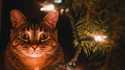 Женщина услышала, как мяукает ее кот, а потом обнаружила неожиданный сюрприз под рождественской елкой