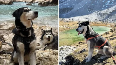 Никто не был готов к тому, каким вырастет этот песик, потому что он - микс ретривера и хаски