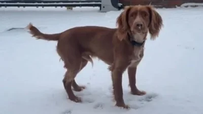 Допитливий песик розчулив мережу своєю реакцією на перший у житті сніг
