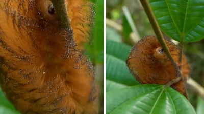 Люди сміються над дивною пухнастою комахою - усе через схожість з зачіскою Трампа