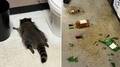 Енот, который недавно ограбил алкомаркет, совершил новые преступления - на этот раз пострадала студия каратэ