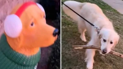 Пес намагався подружитися з різдвяною прикрасою - відео, яке розтопило серця у передсвятковий час