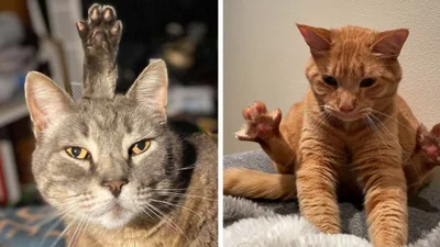 Чудернацькі котячі фотографії з задертими лапками, які викликають багато запитань