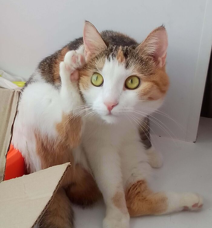 Странные кошачьи фотографии с задранными лапками, которые вызывают много вопросов - 805697 Странные кошачьи фотографии с задранными лапками, которые вызывают много вопросов - фото 805697