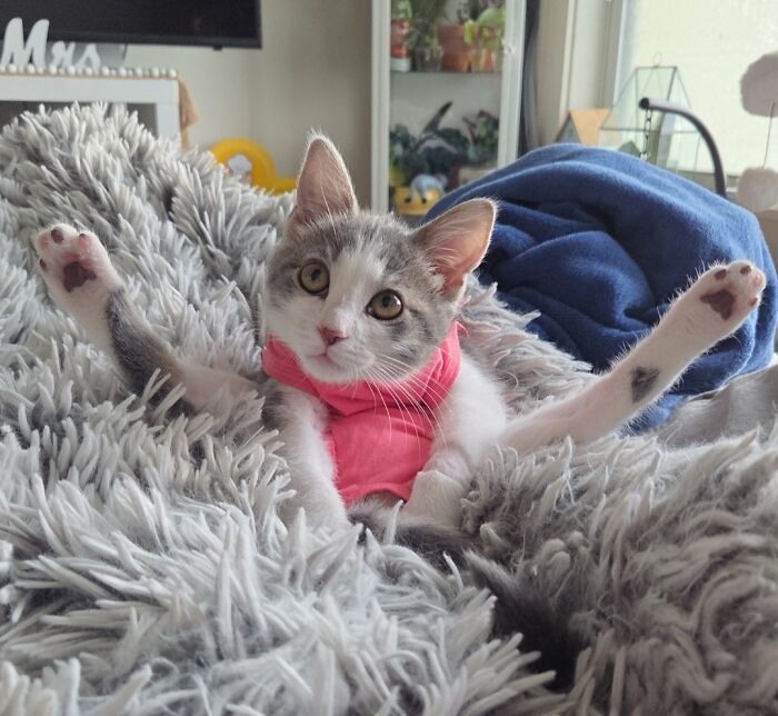 Странные кошачьи фотографии с задранными лапками, которые вызывают много вопросов - 805698 Странные кошачьи фотографии с задранными лапками, которые вызывают много вопросов - фото 805698