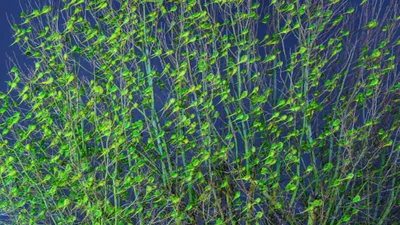 Это не листья: деревья в Лондоне захватили тысячи зеленых попугаев