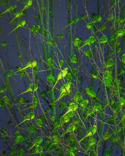 Папуги в Лондоні - фото 805796