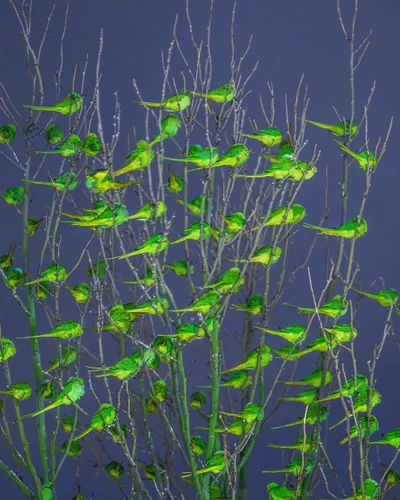 Папуги в Лондоні - фото 805797