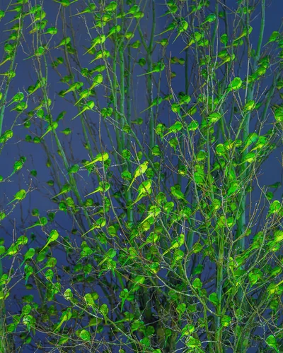 Папуги в Лондоні - фото 805798