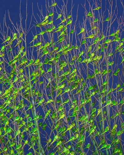 Папуги в Лондоні - фото 805799