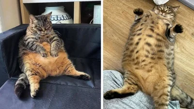 15 грубеньких котиків, які точно знають, як насолоджуватися святами