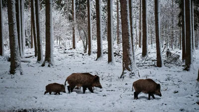 Кумедні поросята знайшли свій унікальний спосіб пересуватись по снігу - відео, яке тебе замилує