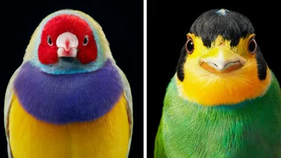 Рідкісні та зникаючі: портрети птахів крупним планом, які зачаровують