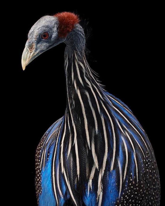 Редкие и исчезающие: портреты птиц крупным планом, которые завораживают - фото 806791
