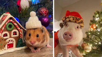 16 животных в рождественских костюмах, которые сделают твои праздники еще веселее