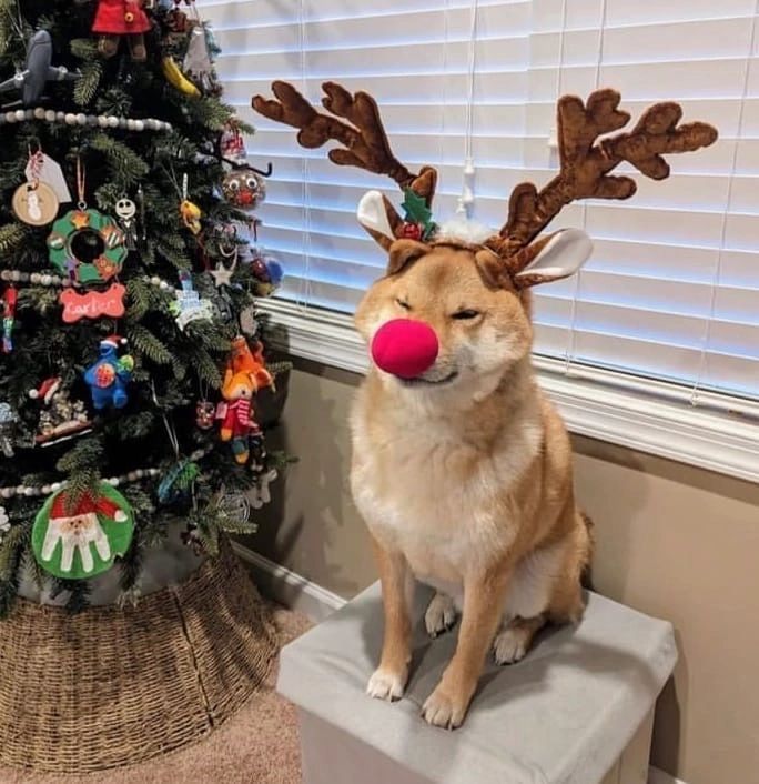 16 тваринок у різдвяних костюмах, які зроблять твої свята ще веселішими - 807203 16 тваринок у різдвяних костюмах, які зроблять твої свята ще веселішими - фото 807203