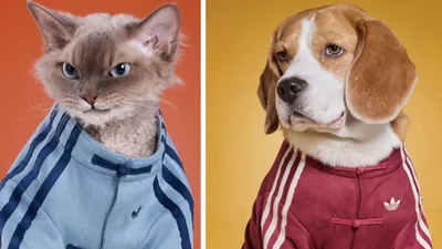 Adidas випустив святкову колекцію для домашніх улюбленців, і вона суперстильна