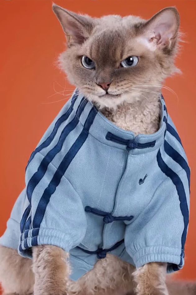 Одяг для тварин від adidas - 809971 Одяг для тварин від adidas - фото 809971