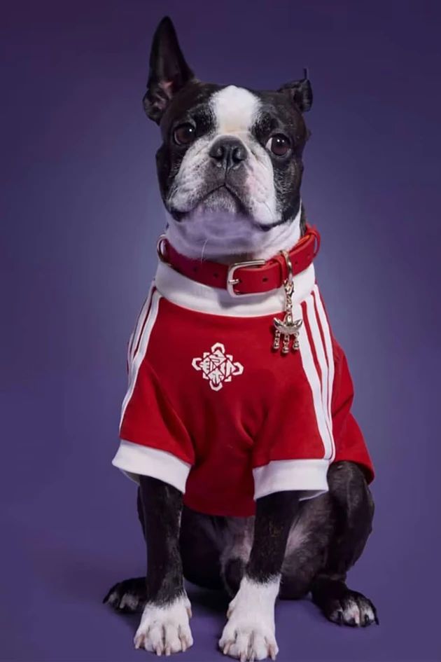 Одяг для тварин від adidas - 809972 Одяг для тварин від adidas - фото 809972