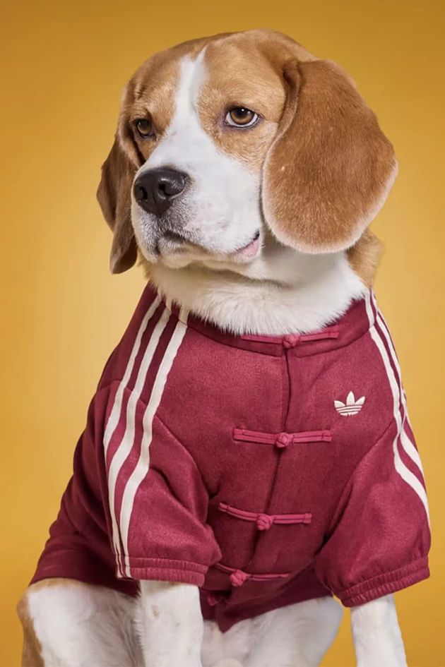 Одяг для тварин від adidas - 809973 Одяг для тварин від adidas - фото 809973