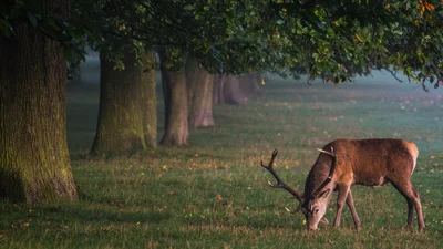 Перевір IQ і гостроту свого зору - знайди на фото схованого оленя