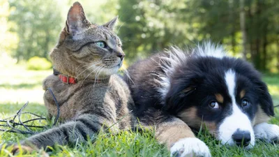 Собаку й кошеня залишили самих удома - і ці двоє влаштували справжнісінький хаос